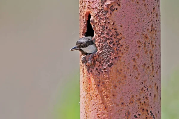 Young Great Tit Looks Out Nest Metal Pipe Scene Isolated — Stock Photo, Image