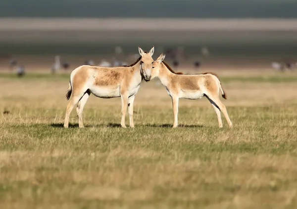  Bir erkek onager (Equus hemionus) ile bir Tay altın çimenlerin üzerinde duruyor. Fotoğraf Askania Nova reservat çekildi