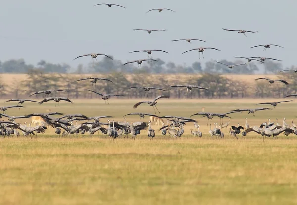 Rezerv Askania Nova gece harcama yerine gri Vinçler büyük bir sürü