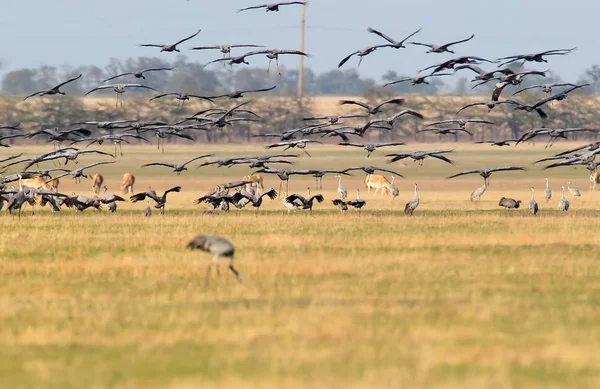 Large Flock Grey Crane Landing Askania Nova Ukraine — Stock Photo, Image