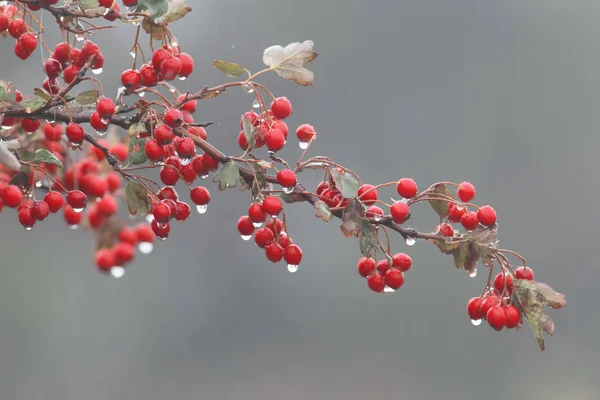 Ein Weißdornzweig Mit Roten Beeren Und Regentropfen Darauf Isoliert Auf — Stockfoto