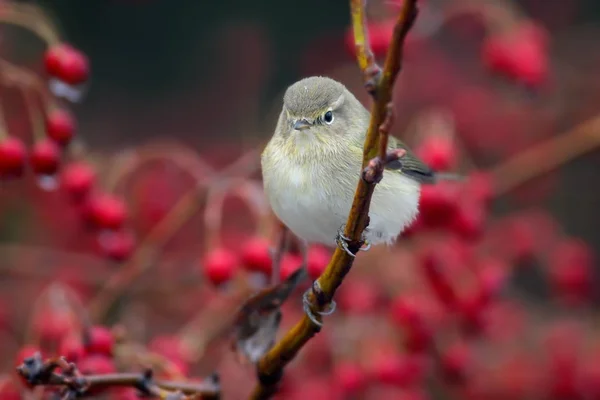 Portret Chiffchaff Siedzi Gałęzi Fawthorn Czerwonej Jagody Bliska — Zdjęcie stockowe