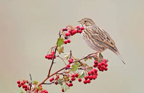 Kornsparv Emberiza Calandra Sitter Hagtorn Bush Wit Röda Bär Och — Stockfoto