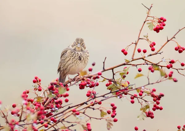 Kornsparv Emberiza Calandra Sitter Hagtorn Bush Wit Röda Bär Och — Stockfoto