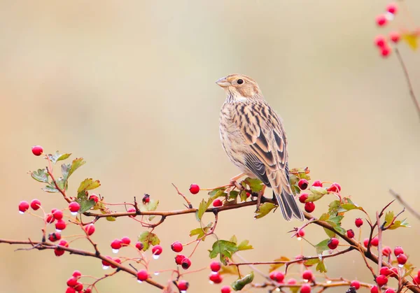 Kornsparv Emberiza Calandra Sitter Hagtorn Bush Wit Röda Bär Och — Stockfoto