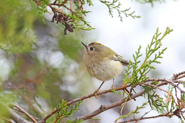 Foto Ravvicinata Goldcrest Regulus Regulus Trova Ramo Contro Cielo Quadro — Foto Stock