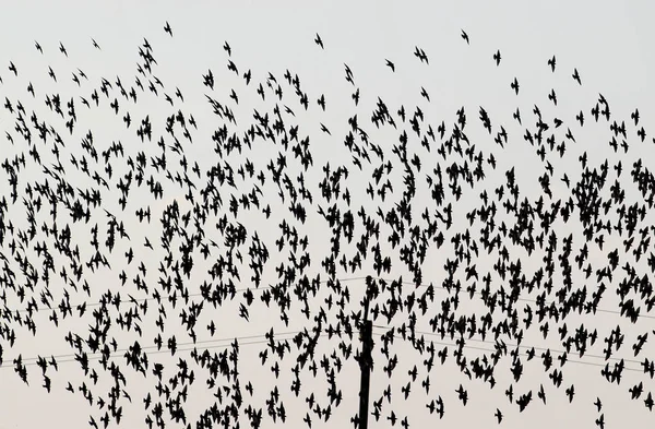Stor Flock Gemensamma Starar Fligt Ljus Himmel Bakgrund — Stockfoto