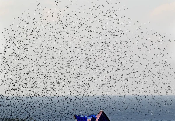 班机上的一大群普通椋鸟在轻的天空和黑海背景 — 图库照片