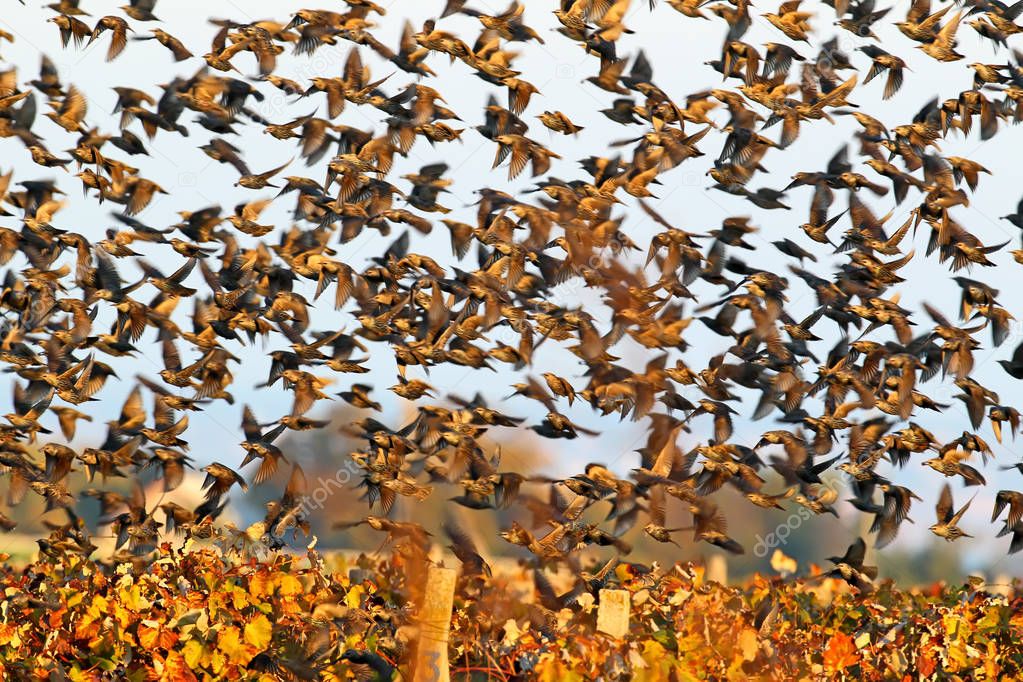 A large flock of common starlings takes off from the vineyard. Soft morning light