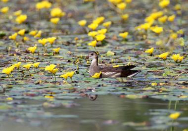Sarı su çiçeklerle çevrili bir genç moorhen yüzer. 