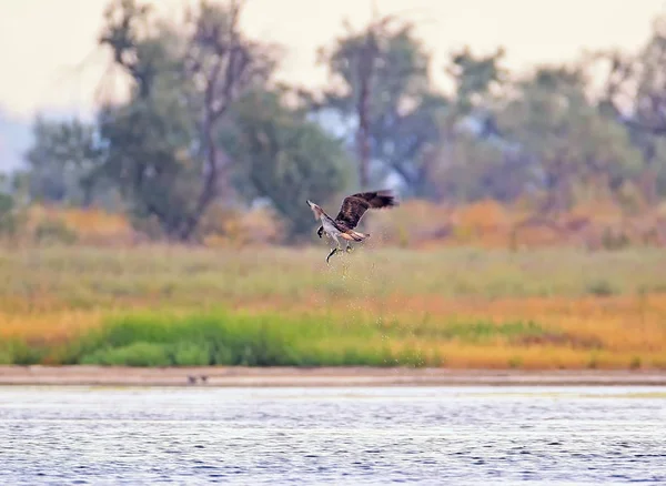 Osprey Prese Una Grossa Triglia Volò Fuori Dall Acqua Con — Foto Stock