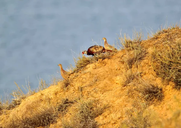 Unusual Morning Photo Male Two Female Pheasants Descend Steep Slope — Stock Photo, Image