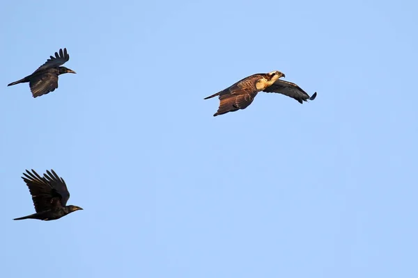 Escort Twee Kraaien Voeren Een Visarend Lucht Een Blauwe Achtergrond — Stockfoto