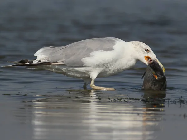 Seagull Fish Beak Stand Water Close Photo — Stock Photo, Image