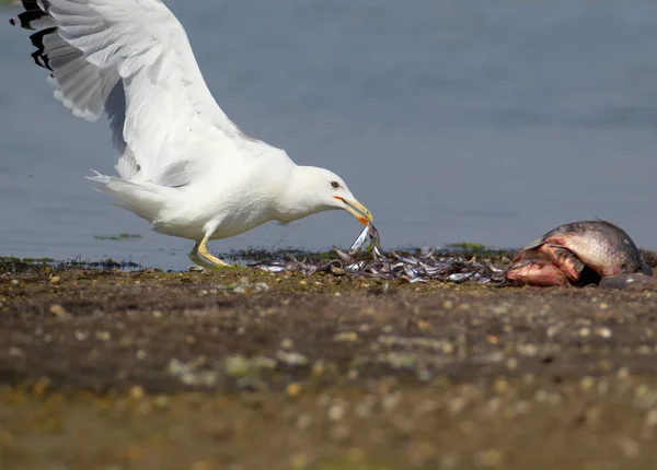 Adult Gull Laughing Steals Fish Shore — Stock Photo, Image