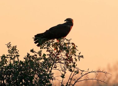 Marsh harrier dişi bir çalı yükselen güneş ışınlarının oturur. Yavaşça pembe arka plan bulanık