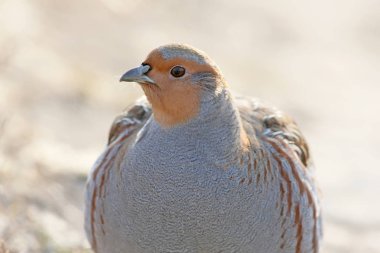 Çok yakın bir gri fotoğraf kadar partridg duruyor backlight üstünde bej arka plan bulanık yere