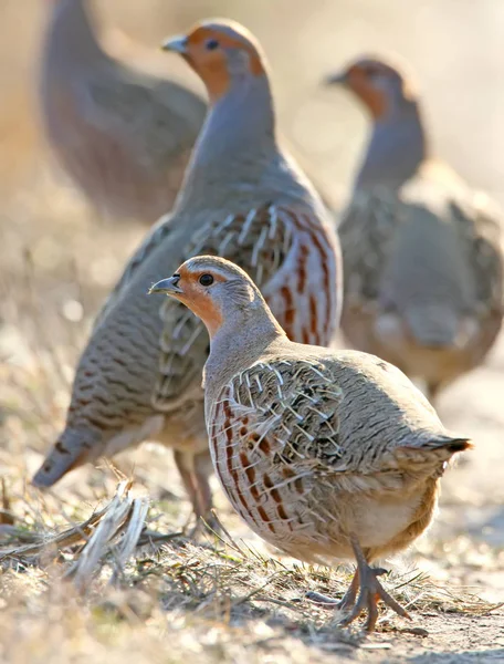 Leader Pack Gray Partridges Pose Attention Look Photographer Backlight — Stock Photo, Image