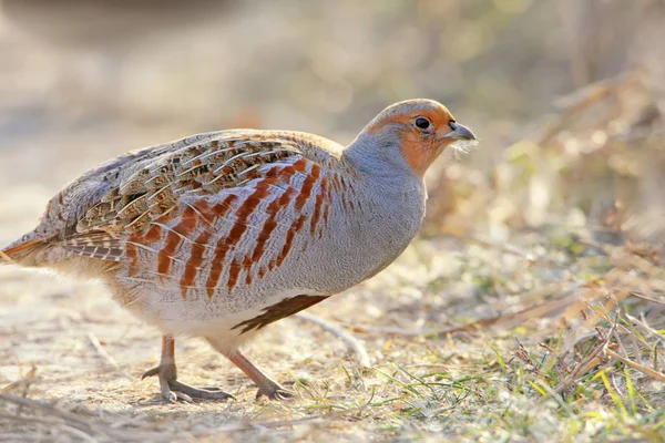 Çok yakın bir gri fotoğraf kadar partridg duruyor arka ışık yere