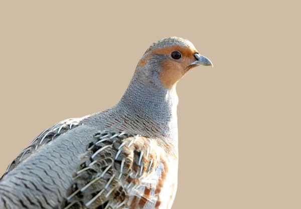 Mycket Närbild Bild Grå Partridg Står Marken Bakgrundsbelysningen Beige Suddig — Stockfoto