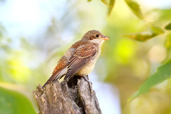 Young Red Backed Shrike Sits Log Summer Forest Close Detailed — Stock Photo, Image