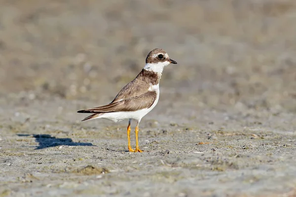 Nahaufnahme Porträt Eines Jungen Regenpfeifers Charadrius Hiaticula Steht Sand — Stockfoto