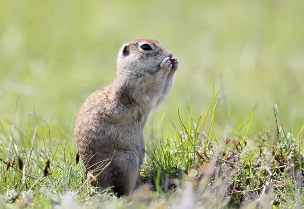 Speckled Ground Squirrel Stands Ground Famous Pose — Stock Photo, Image