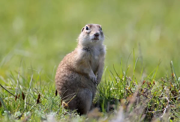 Ardilla Tierra Salpicada Encuentra Suelo Pose Famosa — Foto de Stock