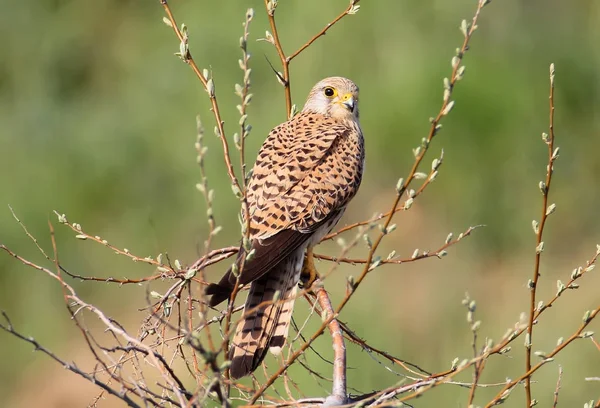 チョウゲンボウぼやけて背景が緑色のツリー上にあり カメラで見えます 明るい日光の下 — ストック写真