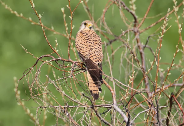 Kestrel Comum Senta Árvore Com Fundo Verde Desfocado Olha Para — Fotografia de Stock