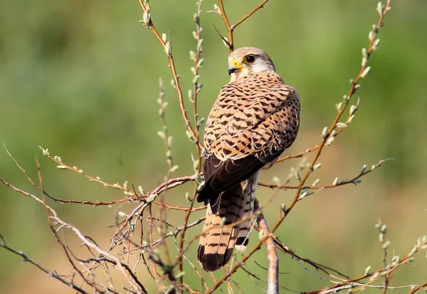 Kestrel Comum Senta Árvore Com Fundo Verde Desfocado Luz Solar — Fotografia de Stock