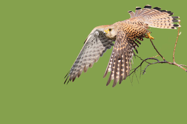 Common kestrel taking off from the tree isolated on  blurred green background and  Bright sunlight.