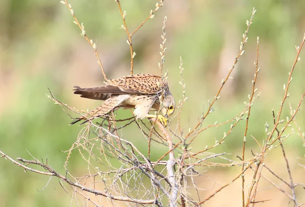 Κοινή Kestrel Κάθεται Πάνω Στο Δέντρο Και Τρώει Μεγάλες Ακρίδες — Φωτογραφία Αρχείου