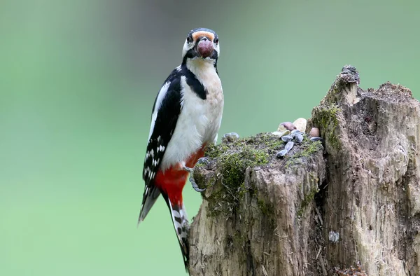 アカゲラの男性は緑背景をぼかした写真のログの上に座っているし カメラを見ています 鳥を導くために使用することがあります — ストック写真