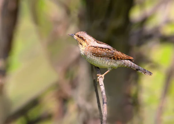 Gros Plan Portrait Wryneck Eurasien Sur Fond Gris Flou Brillant — Photo