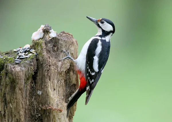 緑背景をぼかした写真のログにアカゲラの男性が座っています 鳥を導くために使用することがあります — ストック写真