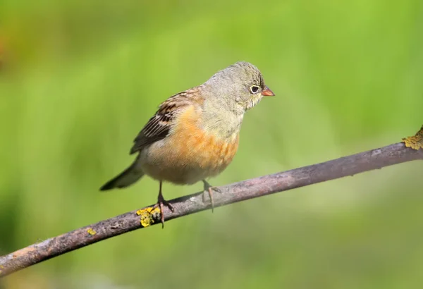 Ortolan Macho Plumagem Reprodução Senta Ramo Contra Fundo Verde Borrado — Fotografia de Stock