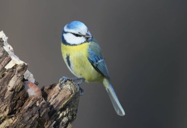 Mavi baştankara üzerinde orman besleyici gri arka plan bulanık karşı portresi kadar çok yakın