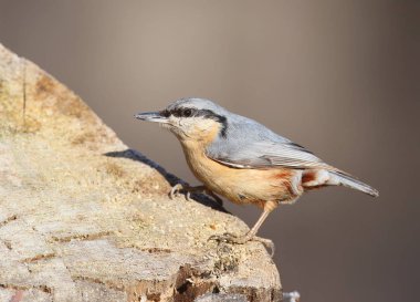 Alışılmadık bir Avrasya nuthnatch güzel güneş ışığında fotoğrafı yakından