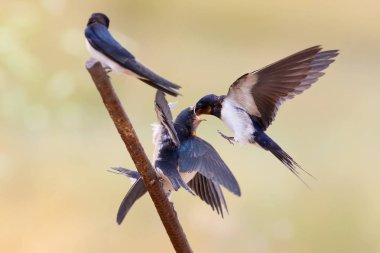 Kırlangıcı sahneleri onların civciv besleme. Bulanık arka plan üzerinde izole