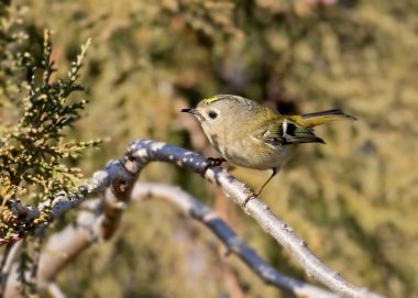 Thuya bulanık arka plan üzerinde bir dalı bir Çalıkuşu oturur