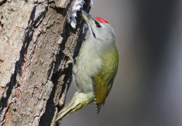 Mycket Närbild Porträtt Grå Hackspett Äter Fläsket Skogen Feeder Mot — Stockfoto