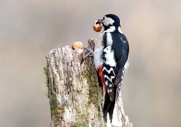 Hátulnézet Nagy Woodpeckerwitg Mogyoró Feltűnt Egy Csőr — Stock Fotó