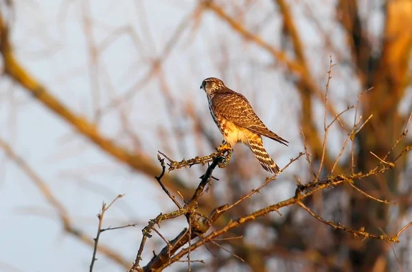 Θηλυκό Πορτραίτο Μέρλιν Falco Columbarius Πίσω Όψη — Φωτογραφία Αρχείου