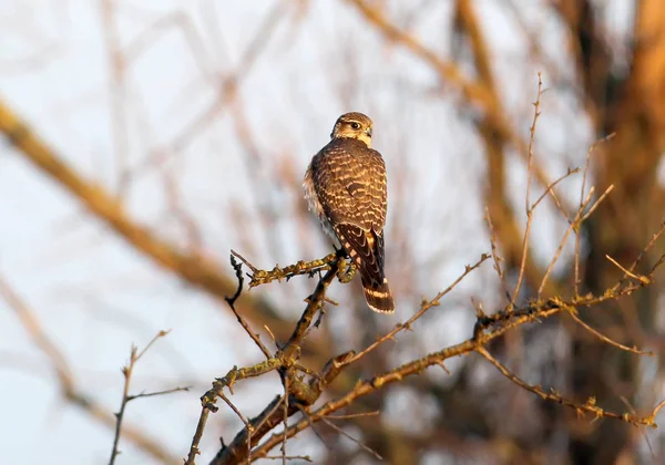 Женский Портрет Мерлина Falco Columbarius Вид Сзади — стоковое фото