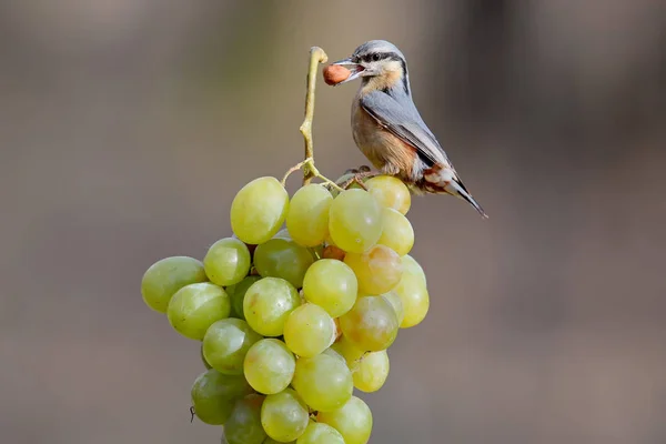 Aus Der Serie Vögel Auf Objekten Kleiber Mit Einer Nuss — Stockfoto