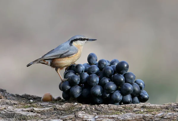 Tiré Série Oiseaux Sur Les Objets Sittelle Avec Une Noix — Photo