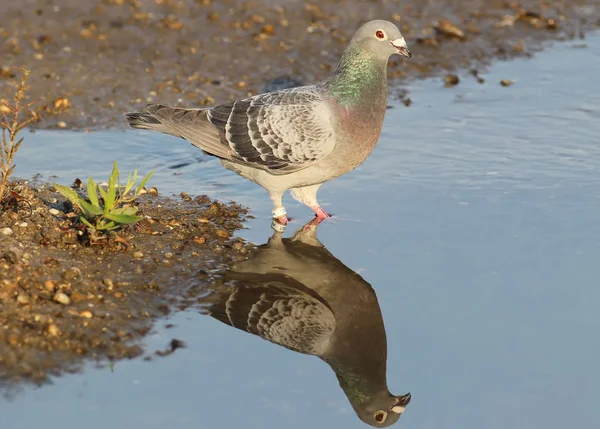 Nahaufnahme Porträt Einer Taube Mit Ring Steht Wasser — Stockfoto