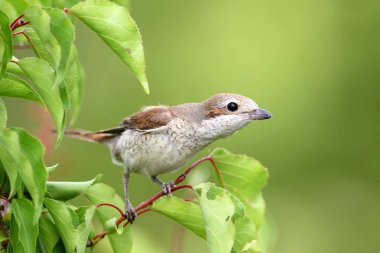  Kameraya bakarak yeşil yapraklar arasında kırmızı sırt örümcek kuşu bir kadın portresi