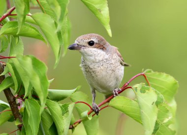 Kırmızı sırt örümcek kuşu dişi bir şube fantastik yeşil arka plan bulanık karşı yaprakları ile oturur